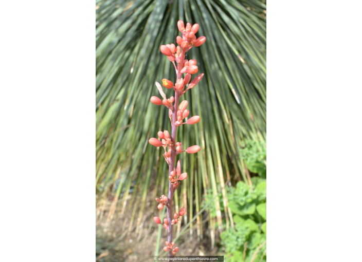 HESPERALOE parviflora HESPERALOE parviflora
