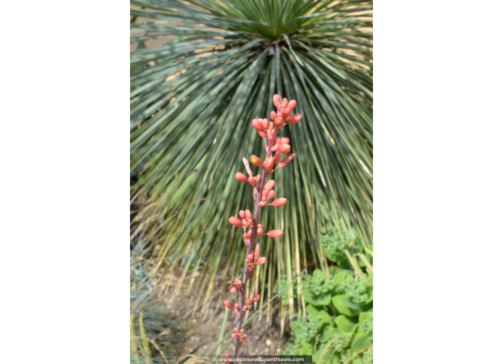 HESPERALOE parviflora HESPERALOE parviflora