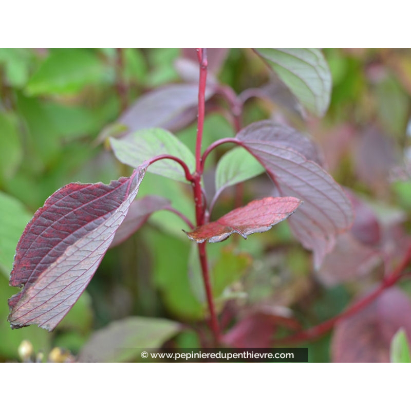 CORNUS alba 'Sibirica'