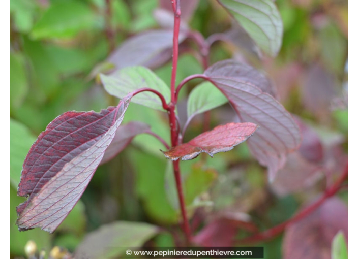 CORNUS alba 'Sibirica'