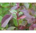 CORNUS alba 'Sibirica'