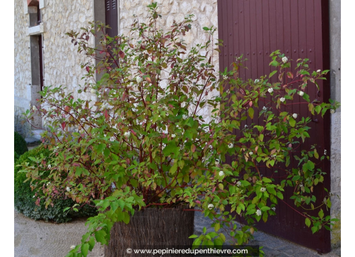 CORNUS alba 'Sibirica'