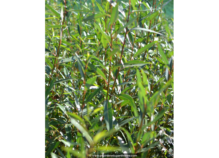 SALIX alba