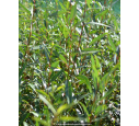 SALIX alba