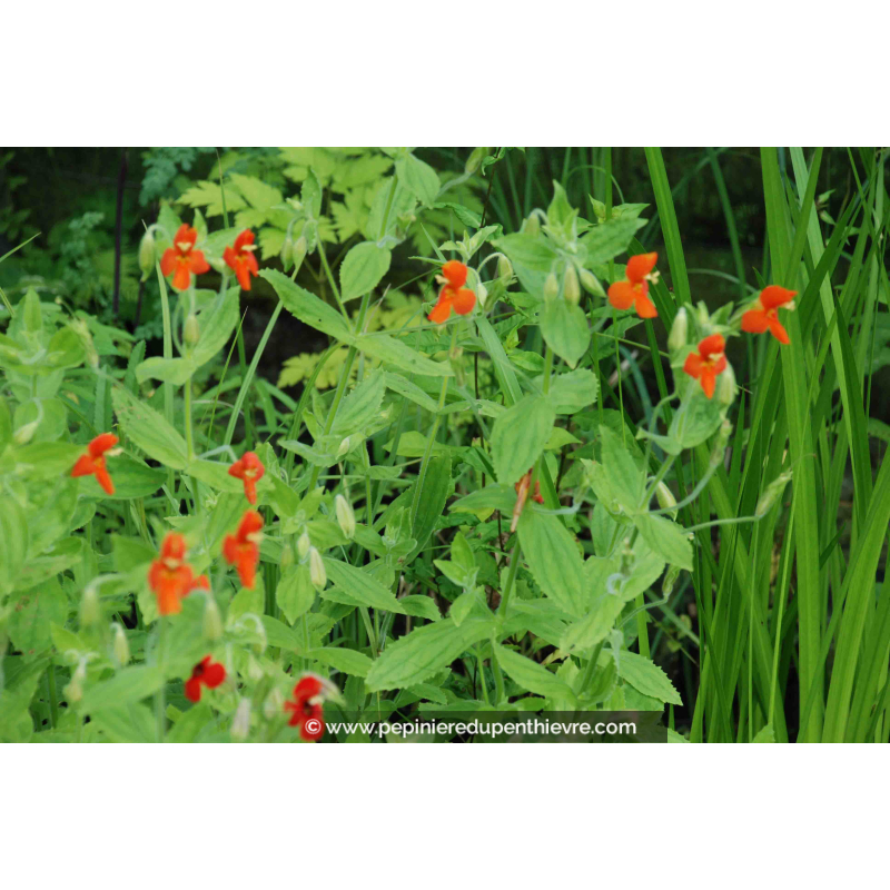 MIMULUS cupreus