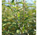 SALIX irrorata