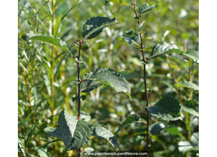 SALIX caprea