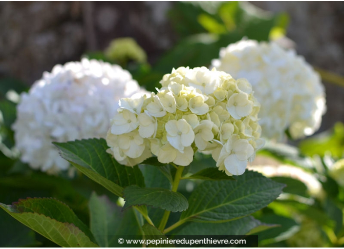 HYDRANGEA macrophylla 'Soeur Thérèse'