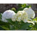 HYDRANGEA macrophylla 'Soeur Thérèse'