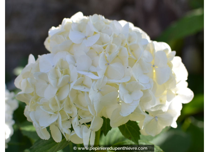 HYDRANGEA macrophylla 'Soeur Thérèse'