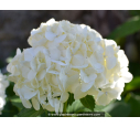 HYDRANGEA macrophylla 'Soeur Thérèse'