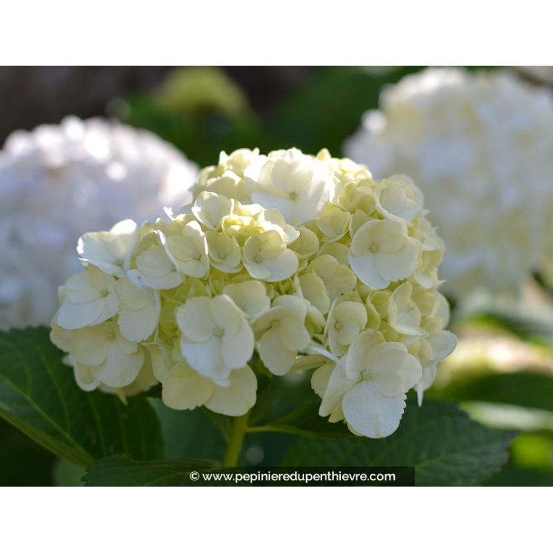 HYDRANGEA macrophylla 'Soeur Thérèse'