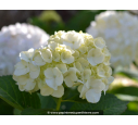 HYDRANGEA macrophylla 'Soeur Thérèse'