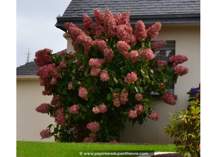 HYDRANGEA paniculata 'Grandiflora'