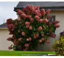 HYDRANGEA paniculata 'Grandiflora'