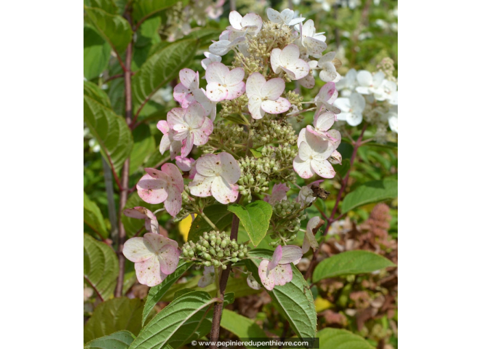 HYDRANGEA paniculata 'Kyushu'
