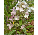 HYDRANGEA paniculata 'Kyushu'