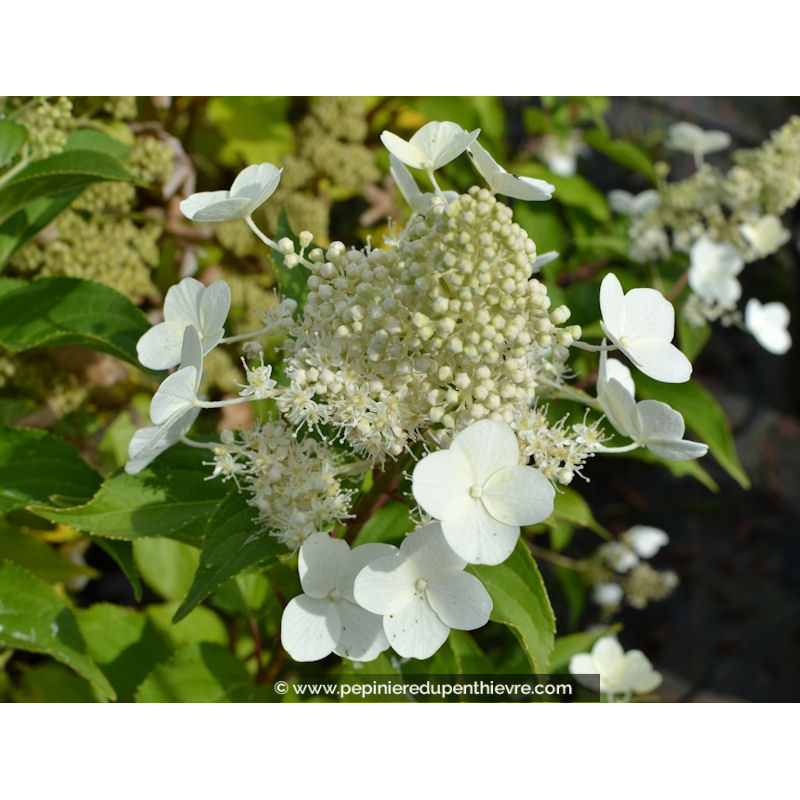 HYDRANGEA paniculata 'Kyushu'