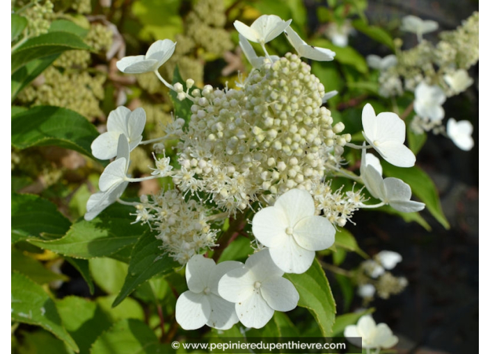 HYDRANGEA paniculata 'Kyushu'