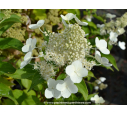 HYDRANGEA paniculata 'Kyushu'
