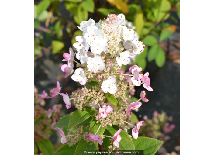 HYDRANGEA paniculata 'Kyushu'