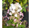 HYDRANGEA paniculata 'Kyushu'