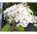 HYDRANGEA paniculata 'Phantom'