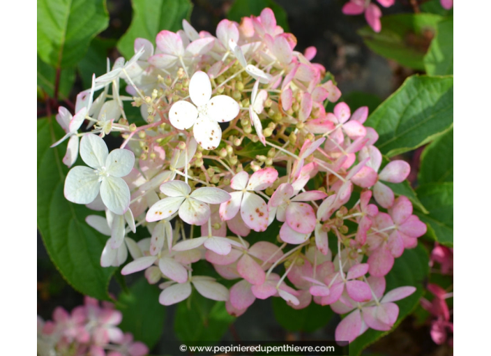 HYDRANGEA paniculata 'Phantom'