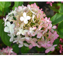 HYDRANGEA paniculata 'Phantom'