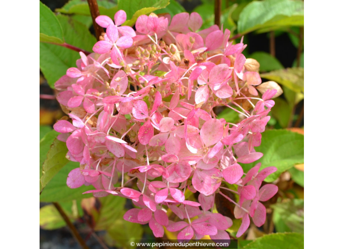 HYDRANGEA paniculata 'Phantom'