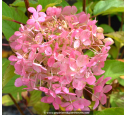 HYDRANGEA paniculata 'Phantom'