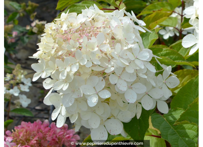 HYDRANGEA paniculata 'Phantom'