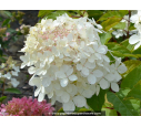 HYDRANGEA paniculata 'Phantom'