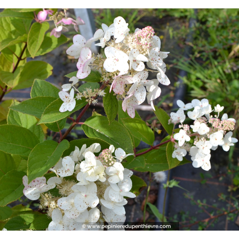 HYDRANGEA paniculata 'Tardiva'
