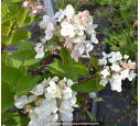 HYDRANGEA paniculata 'Tardiva'
