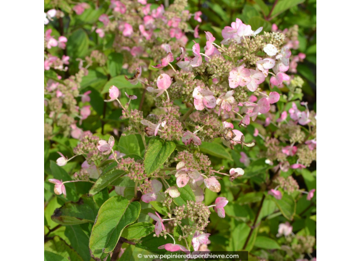 HYDRANGEA paniculata 'Tardiva'