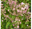 HYDRANGEA paniculata 'Tardiva'