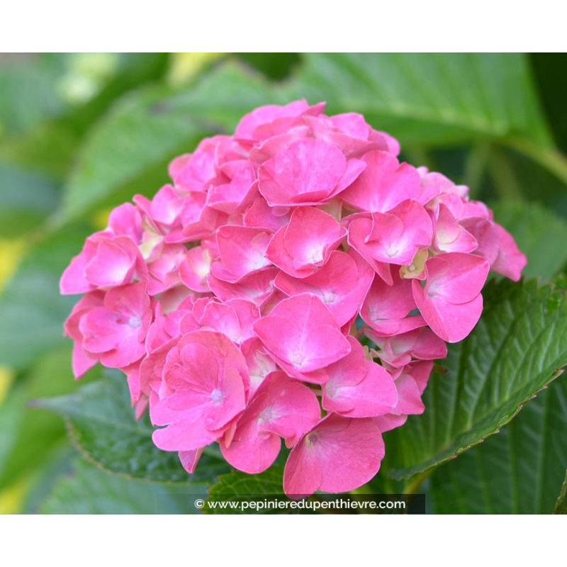 HYDRANGEA macrophylla 'Benelux'