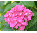 HYDRANGEA macrophylla 'Benelux'