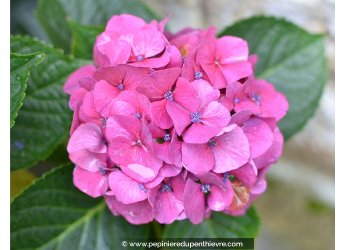 HYDRANGEA macrophylla 'Benelux'