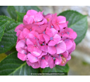 HYDRANGEA macrophylla 'Benelux'