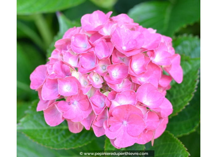 HYDRANGEA macrophylla 'Benelux'