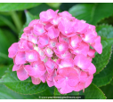 HYDRANGEA macrophylla 'Benelux'