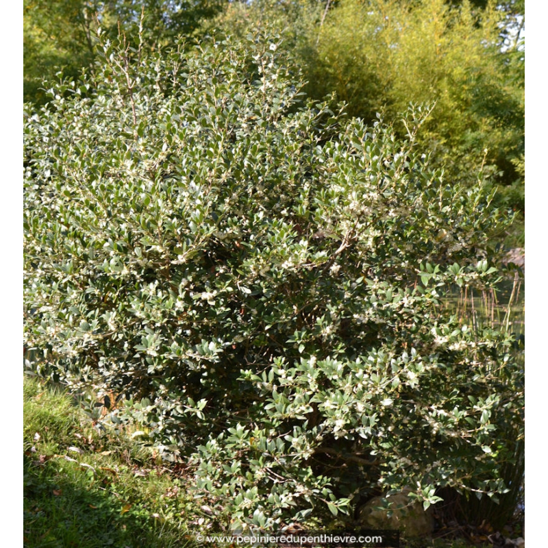 OSMANTHUS heterophyllus