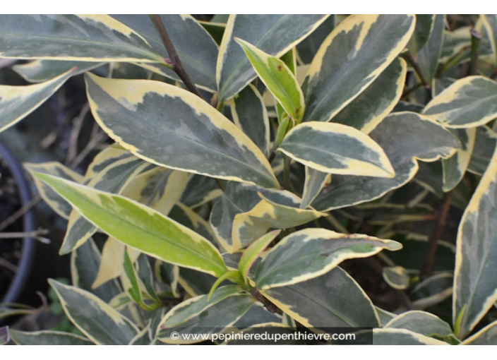 CLEYERA japonica 'Variegata'