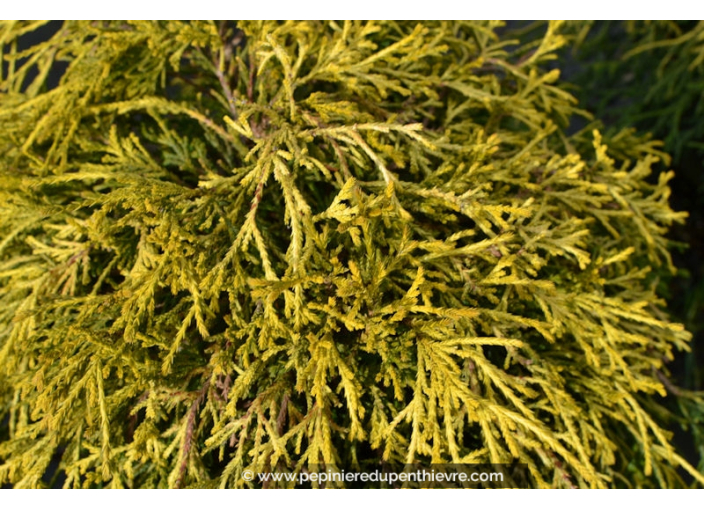 CHAMAECYPARIS pisifera 'Filifera Aurea'
