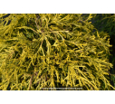 CHAMAECYPARIS pisifera 'Filifera Aurea'