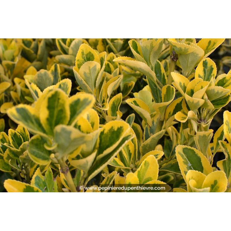 euonymus-japonicus-aureomarginatus-lumineux-p-pini-re-du