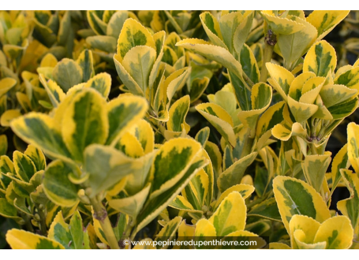 EUONYMUS japonicus 'Aureomarginatus' EUONYMUS japonicus 'Aureomarginatus'