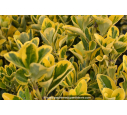 EUONYMUS japonicus 'Aureomarginatus' EUONYMUS japonicus 'Aureomarginatus'